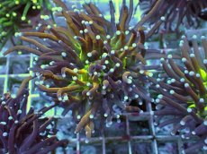 画像1: No.21 ゴールドトーチ ジョーカー (1)