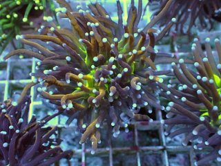 ライブロック ミックスザイズ を買うならアクアスタイルユー 海水魚