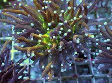 画像2: No.21 ゴールドトーチ ジョーカー (2)