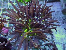 画像1: No.22 ゴールドトーチ ジョーカー (1)