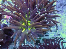 画像2: No.22 ゴールドトーチ ジョーカー (2)