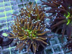 画像1: No.23 ゴールドトーチ ジョーカー (1)