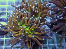 画像2: No.23 ゴールドトーチ ジョーカー (2)