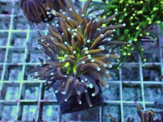 画像1: No.24 ゴールドトーチ ジョーカー (1)