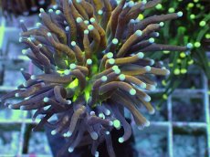 画像2: No.24 ゴールドトーチ ジョーカー (2)