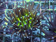 画像1: No.25 ゴールドトーチ ジョーカー (1)