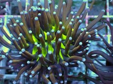 画像2: No.25 ゴールドトーチ ジョーカー (2)