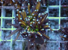 画像1: No.26 ゴールドトーチ ジョーカー (1)