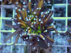 画像2: No.26 ゴールドトーチ ジョーカー (2)