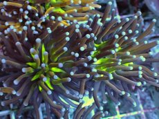 画像1: No.27 ゴールドトーチ ジョーカー (1)