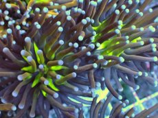 画像2: No.27 ゴールドトーチ ジョーカー (2)