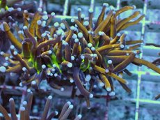 画像1: No.28 ゴールドトーチ ジョーカー (1)