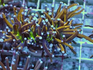 ゴールドトーチコラール　1ヘッド フラワーコーラルを買うならアクアスタイルユー｜大阪からサンゴを全国