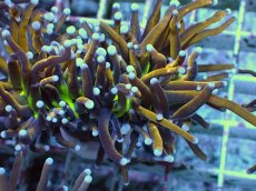 画像2: No.28 ゴールドトーチ ジョーカー (2)