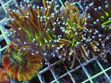 画像1: No.29 ゴールドトーチ ジョーカー (1)