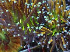 画像2: No.29 ゴールドトーチ ジョーカー (2)