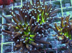 画像1: No.30 ゴールドトーチ ジョーカー (1)