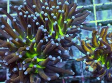 画像2: No.30 ゴールドトーチ ジョーカー (2)