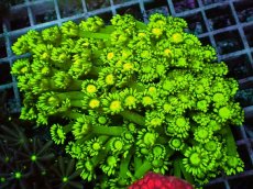 画像1: No.1 ハナガササンゴ スーパーグリーン (1)