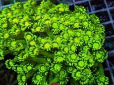 画像2: No.1 ハナガササンゴ スーパーグリーン (2)