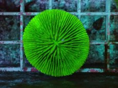 画像1: No.28 クサビライシ グリーン (1)