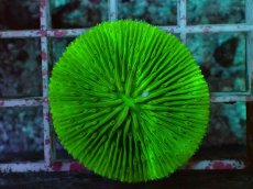 画像2: No.28 クサビライシ グリーン (2)