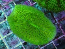 画像1: No.29 クサビライシsp グリーン (1)