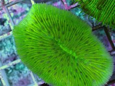 画像2: No.29 クサビライシsp グリーン (2)