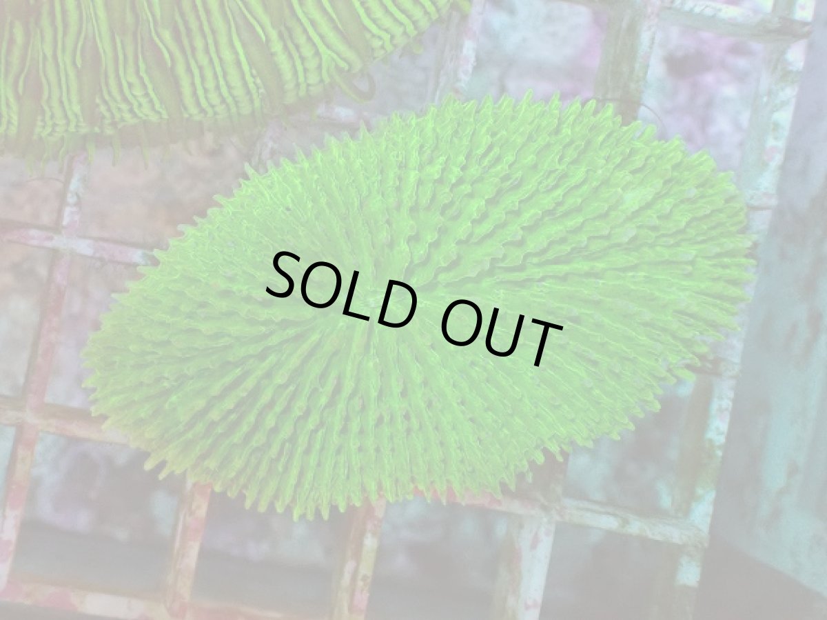 画像1: No.30 キュウリイシ グリーン (1)