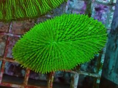 画像1: No.30 キュウリイシ グリーン (1)