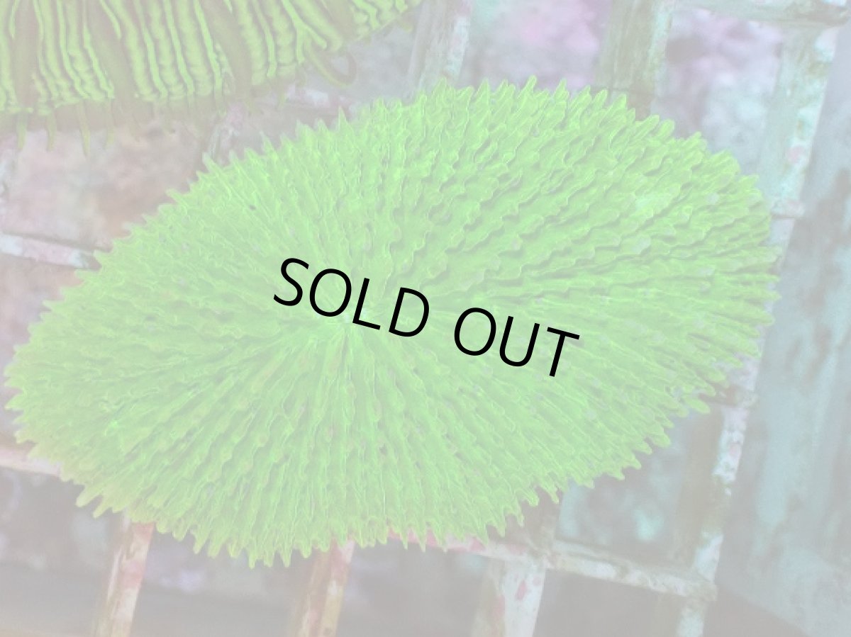 画像2: No.30 キュウリイシ グリーン (2)