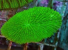 画像2: No.30 キュウリイシ グリーン (2)