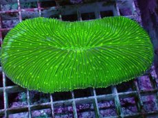 画像1: No.31 ゾウリイシ グリーン (1)