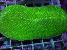 画像2: No.31 ゾウリイシ グリーン (2)