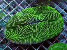 画像1: No.32 ゾウリイシ グリーン (1)