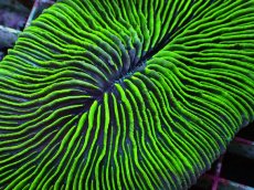 画像2: No.32 ゾウリイシ グリーン (2)