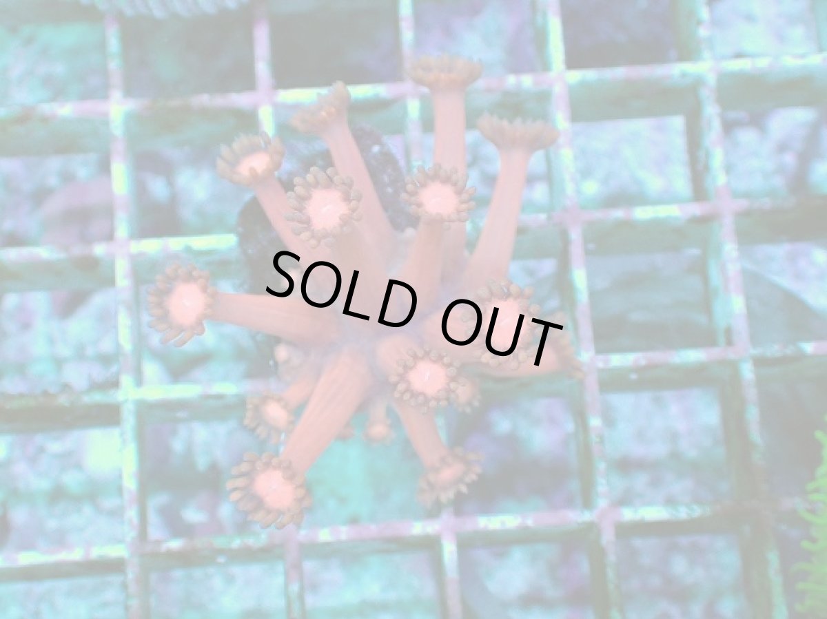 画像1: No.1 ハナガササンゴ レッド (1)