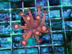 画像1: No.1 ハナガササンゴ レッド (1)