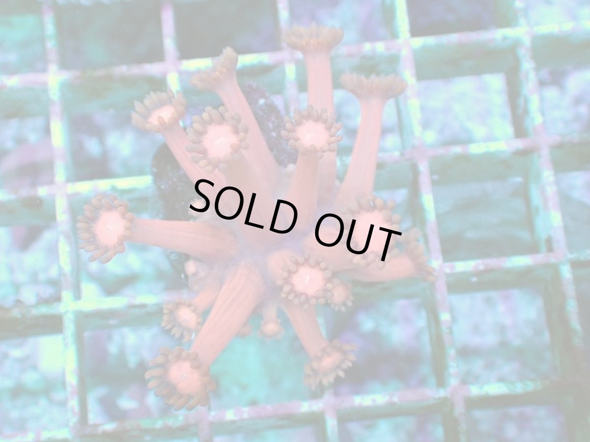 画像2: No.1 ハナガササンゴ レッド (2)