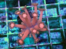 画像2: No.1 ハナガササンゴ レッド (2)