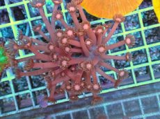 画像1: No.2 ハナガササンゴ レッド (1)