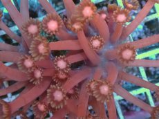 画像2: No.2 ハナガササンゴ レッド (2)