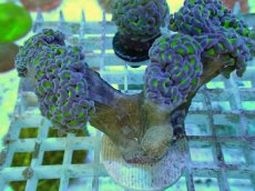 画像1: No.54 ナガレハナサンゴ 茎グリーン (1)