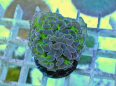 画像1: No.55 ナガレハナサンゴ 茎グリーン (1)