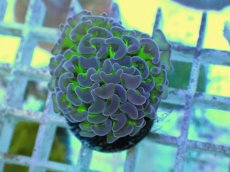 画像2: No.55 ナガレハナサンゴ 茎グリーン (2)