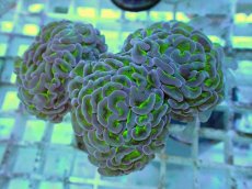 画像1: No.56 ナガレハナサンゴ 茎グリーン (1)