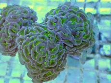 画像2: No.56 ナガレハナサンゴ 茎グリーン (2)