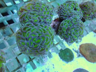 ライブロック ミックスザイズ を買うならアクアスタイルユー 海水魚