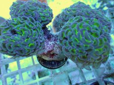 画像2: No.57 ナガレハナサンゴ 茎グリーン (2)