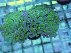 画像2: No.58 ナガレハナサンゴ 茎グリーン (2)